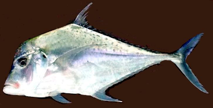 Alectis alexandrina_006.jpg